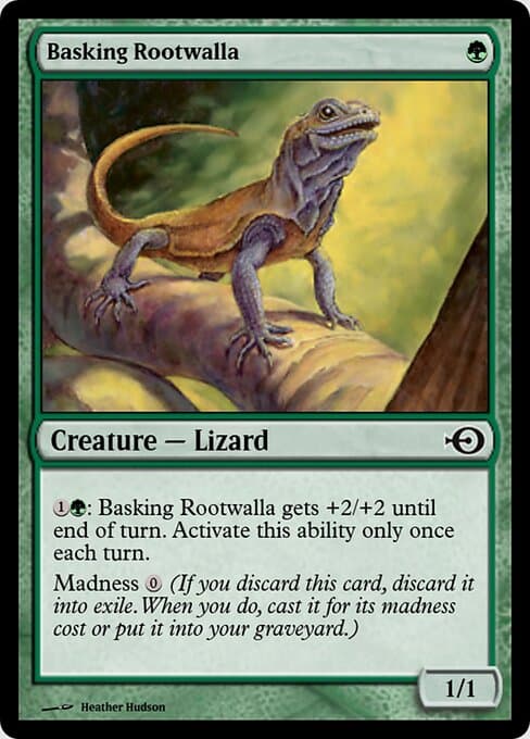 Basking Rootwalla